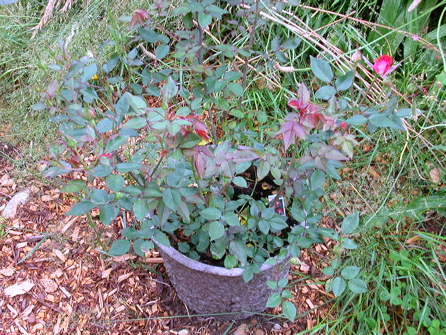 Rose Photo
