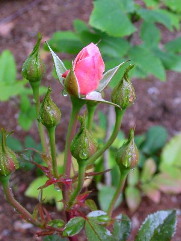 Rose Photo